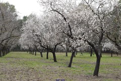 Prunus amygdalus