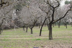 Prunus amygdalus