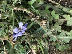 Cichorium intybus