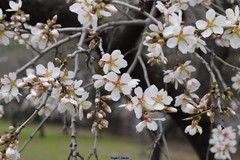 Prunus amygdalus