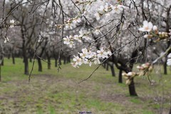 Prunus amygdalus