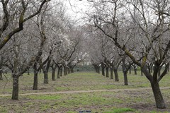 Prunus amygdalus