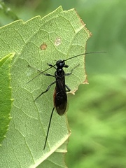 Atanycolus longicauda