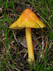 Hygrocybe conica