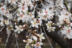 Prunus amygdalus