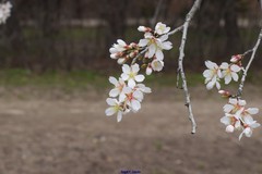 Prunus amygdalus