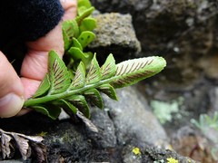 Asplenium decurrens