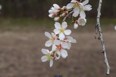 Prunus amygdalus