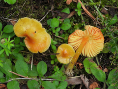 Hygrocybe conica