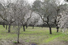 Prunus amygdalus