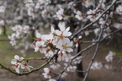 Prunus amygdalus