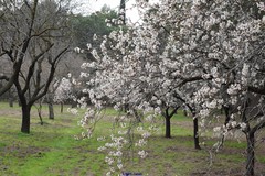 Prunus amygdalus