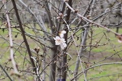 Prunus amygdalus