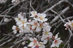 Prunus amygdalus