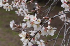 Prunus amygdalus