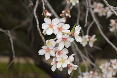 Prunus amygdalus