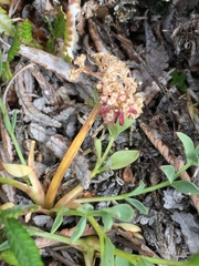 Podistera yukonensis