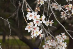 Prunus amygdalus