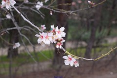 Prunus amygdalus