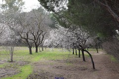 Prunus amygdalus