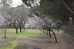 Prunus amygdalus