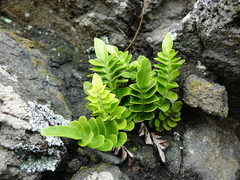 Asplenium decurrens