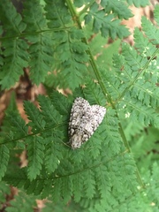 Acronicta increta