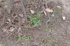 Vicia sativa