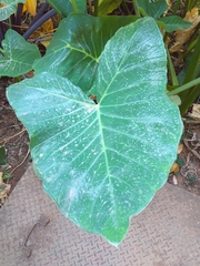 Xanthosoma sagittifolium