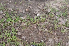 Euphorbia peplus