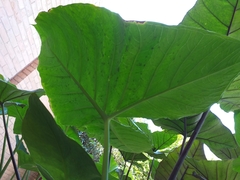 Xanthosoma sagittifolium