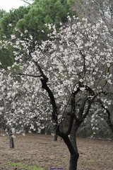 Prunus amygdalus