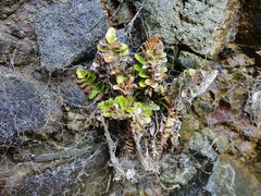 Asplenium decurrens