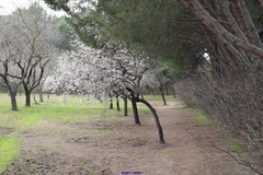 Prunus amygdalus