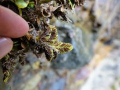 Asplenium decurrens