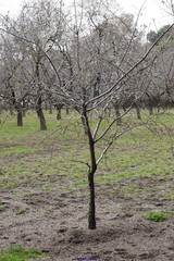 Prunus amygdalus