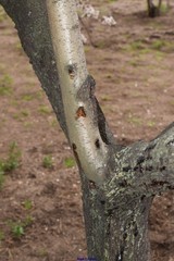 Prunus amygdalus