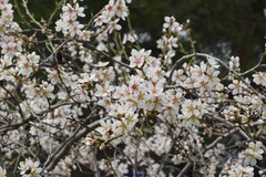 Prunus amygdalus