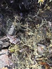 Alectoria ochroleuca