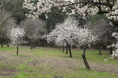 Prunus amygdalus