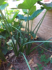 Xanthosoma sagittifolium