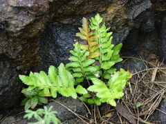 Asplenium decurrens