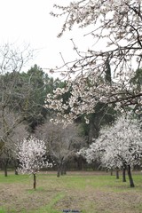 Prunus amygdalus