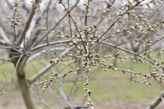 Prunus amygdalus