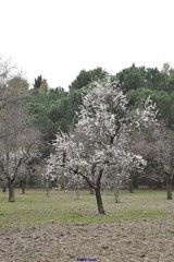 Prunus amygdalus