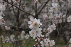 Prunus amygdalus