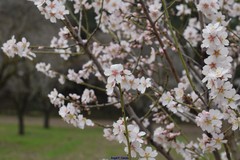 Prunus amygdalus