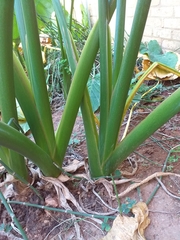 Xanthosoma sagittifolium