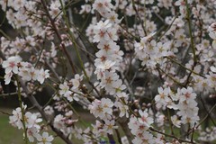 Prunus amygdalus