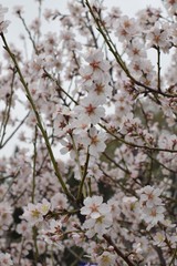 Prunus amygdalus